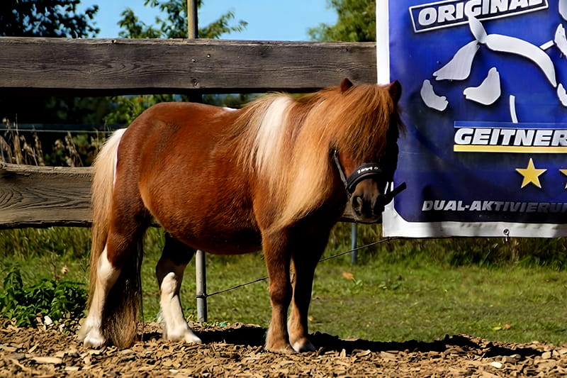 elmo-grizzly-ranch-neudrossenfeld (1)