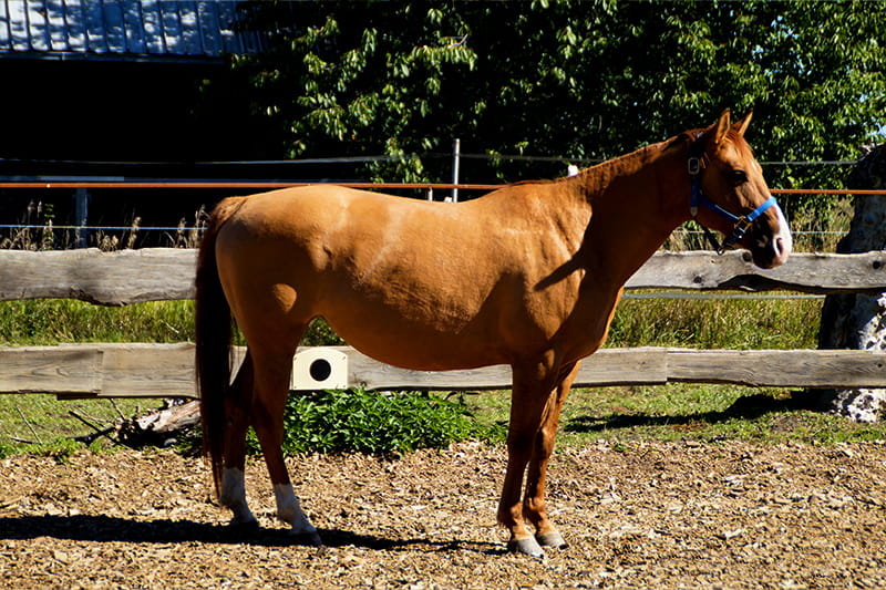hailey-grizzly-ranch-neudrossenfeld (1)