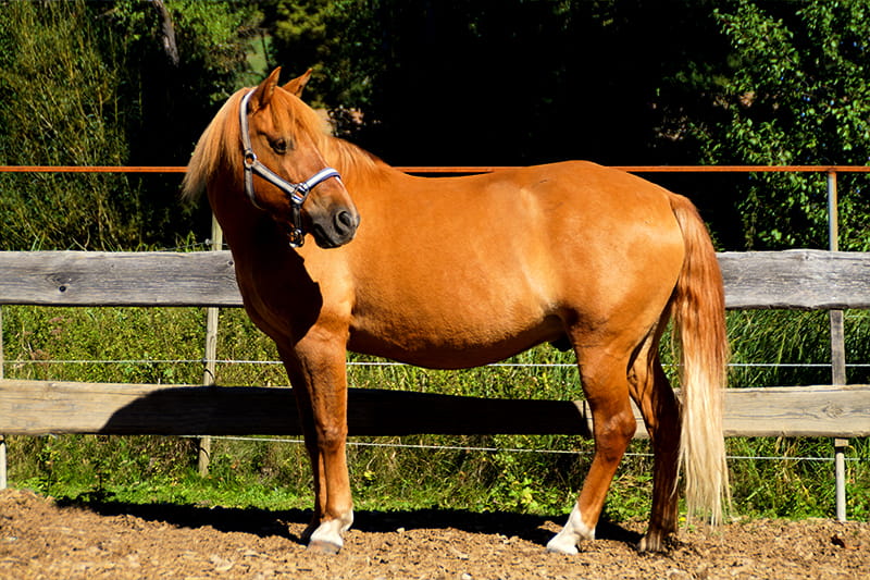 little-grizzly-ranch-neudrossenfeld (1)